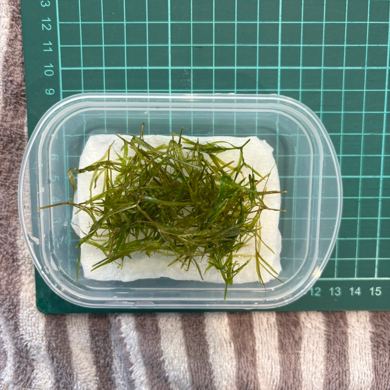 【無農薬】ちぎれナヤス1盛