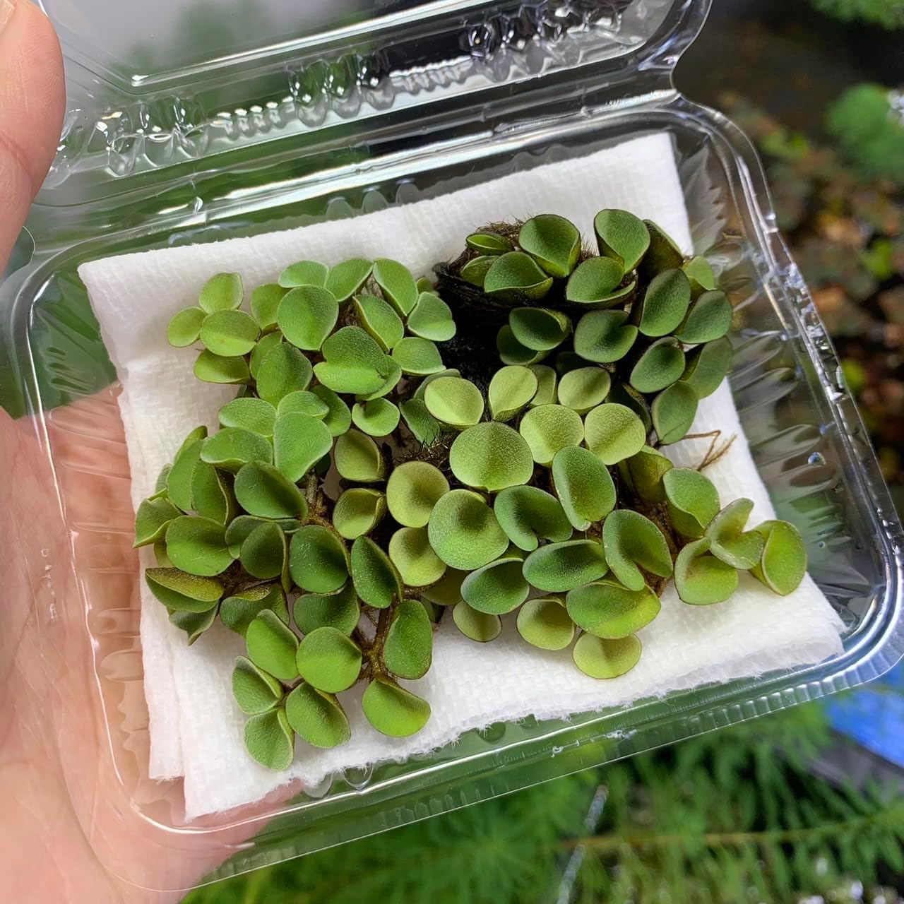 【無農薬】きれいなサルビニアククラータ1パック