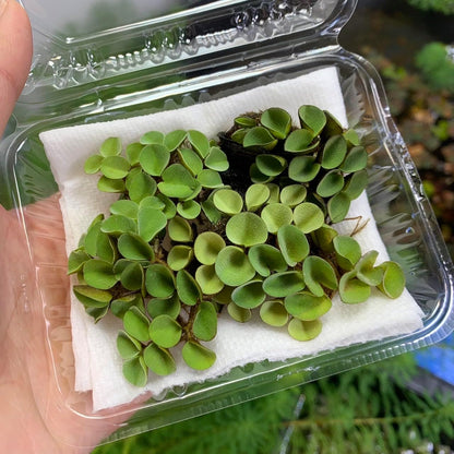 【無農薬】きれいなサルビニアククラータ1パック