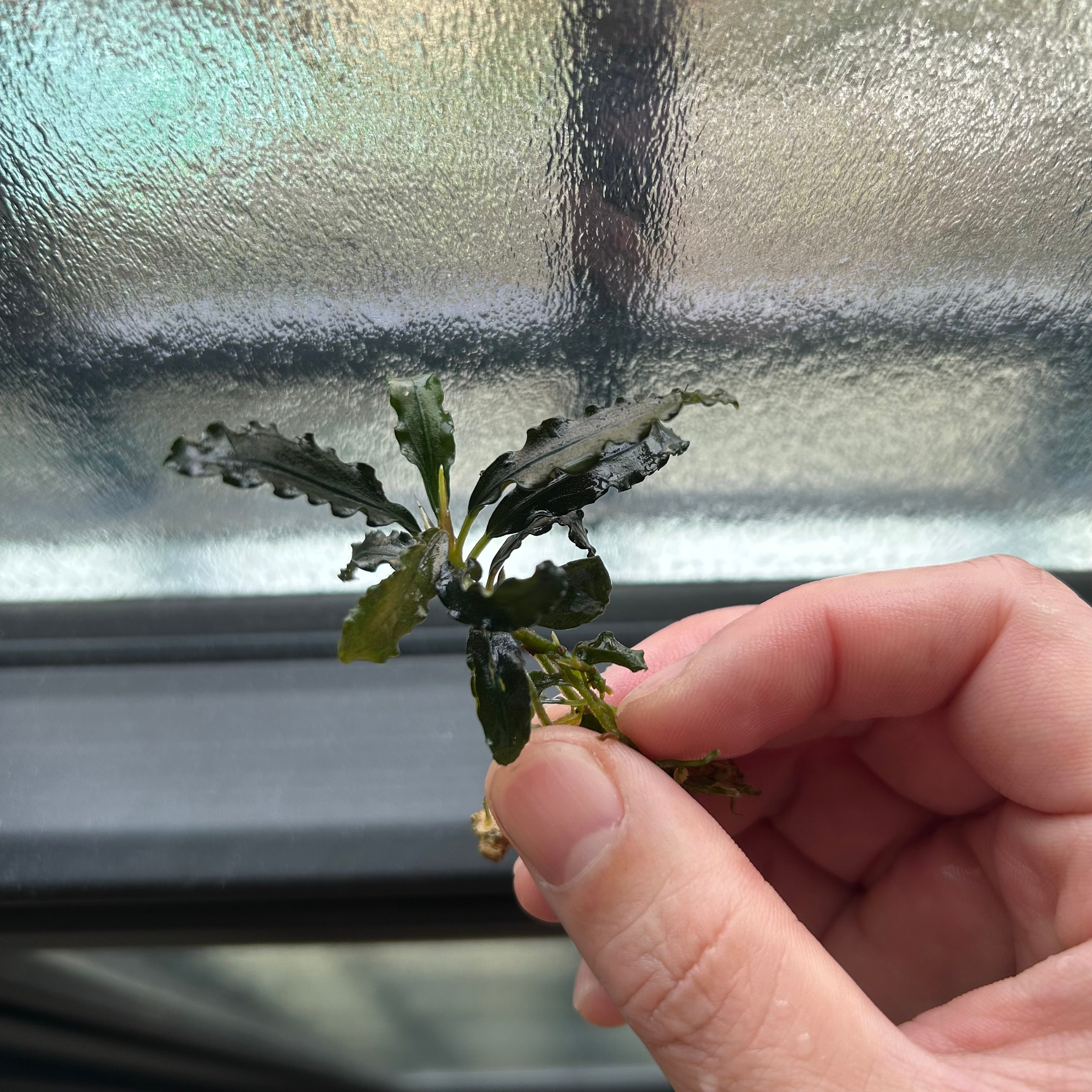 葉6枚以上】Bucephalandra sp. Green Velvet ブセファランドラグリーン