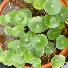 元気なウォーターマッシュルーム6本-ウォーターコイン