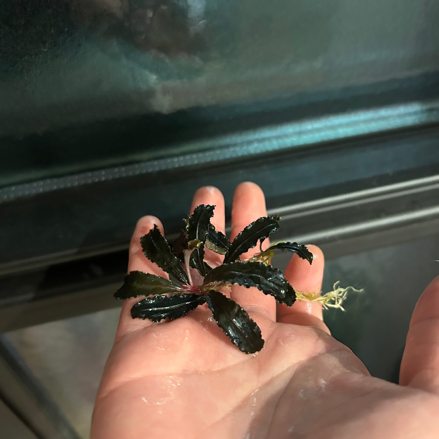 【葉8枚以上】Bucephalandra sp.Kedagang ブセファランドラクダガン特大 1株