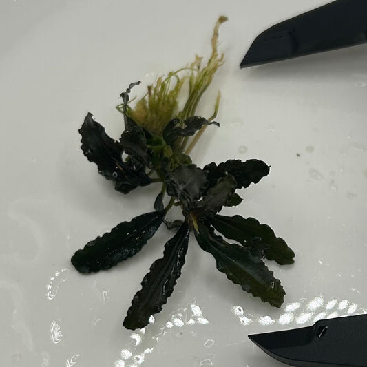 【葉6枚以上】Bucephalandra sp. Biblis ブセファランドラビブリス1株