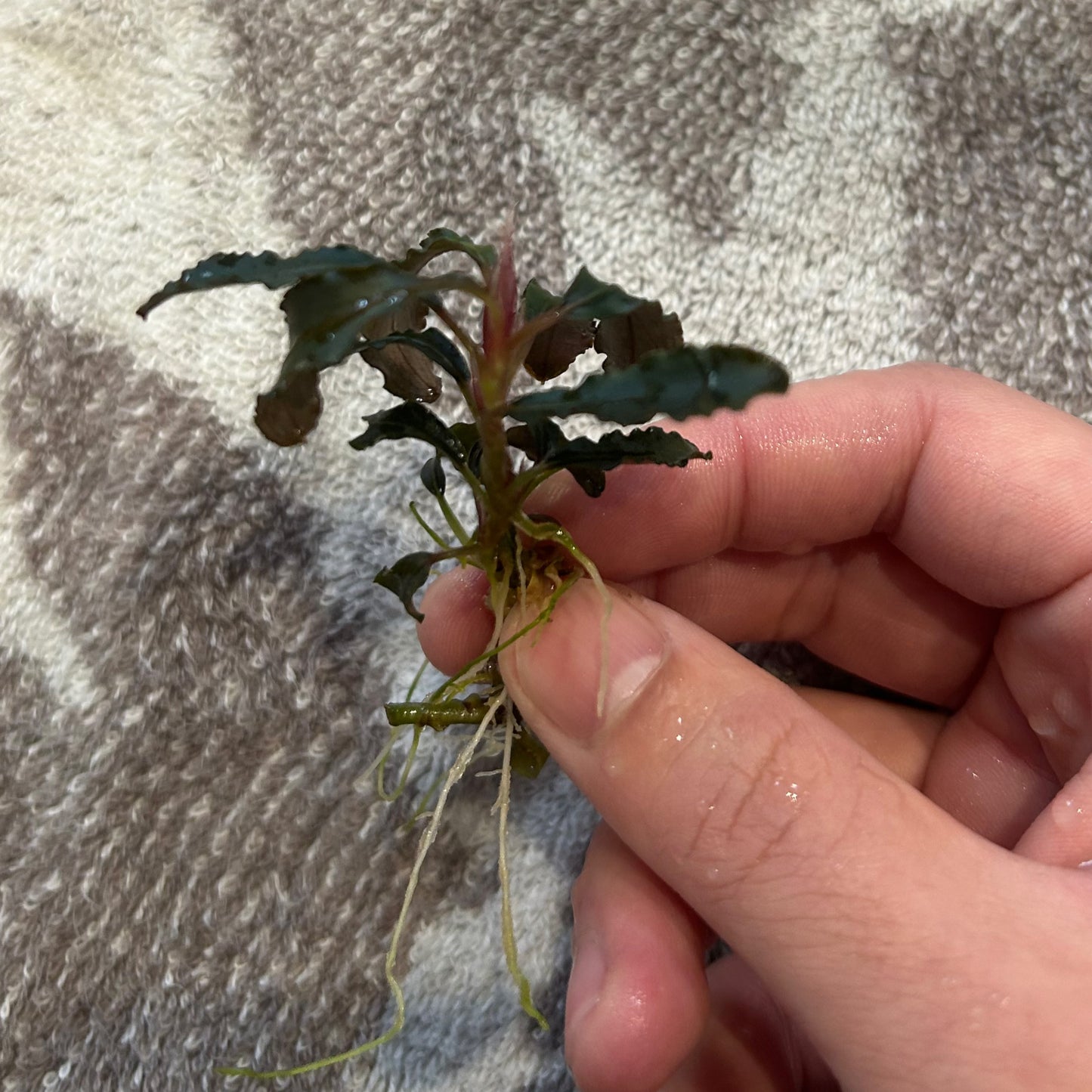 【葉6枚以上】Bucephalandra sp.Kedagang ブセファランドラクダガン 1株