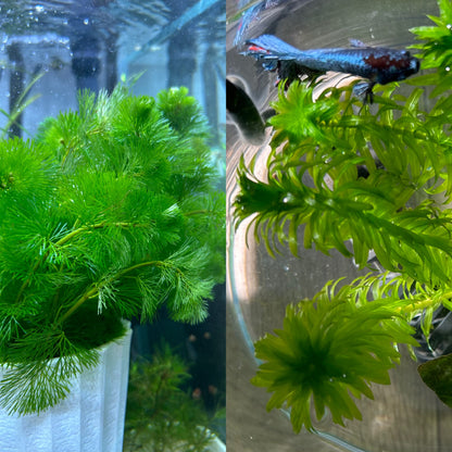 【無農薬】アナカリス5本、カボンバ3本セット