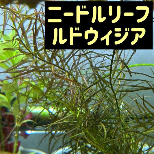 【無農薬・水中葉】ニードルリーフルドウィジア2本