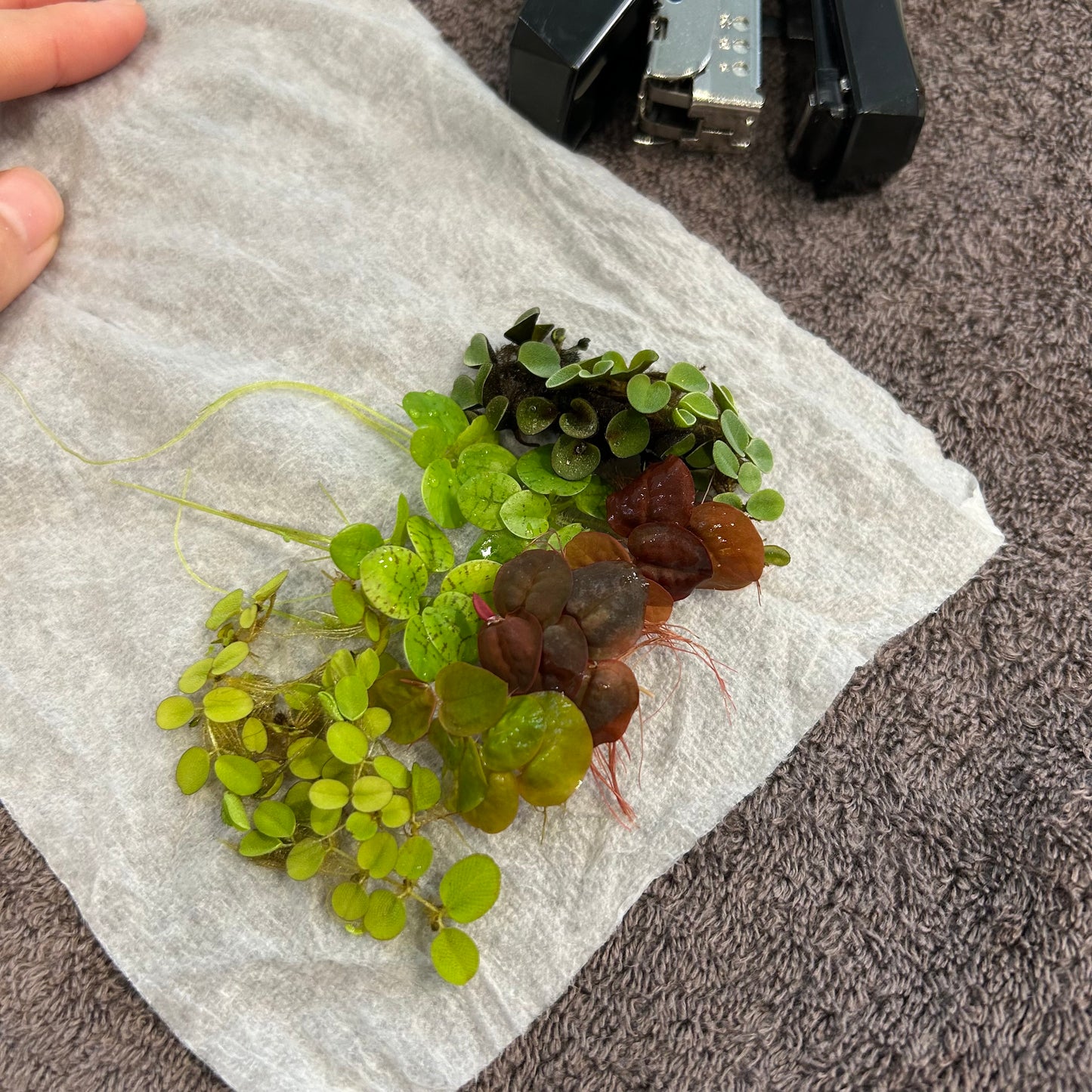 【無農薬】浮き草セット入門水草4種（ビオトープなどにもおすすめ）