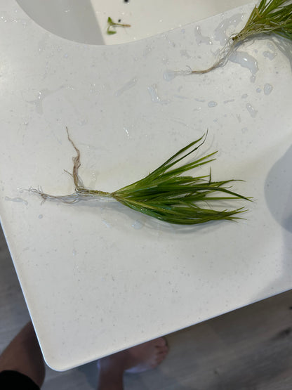 【無農薬・水中葉】ブリクサショートリーフ2株