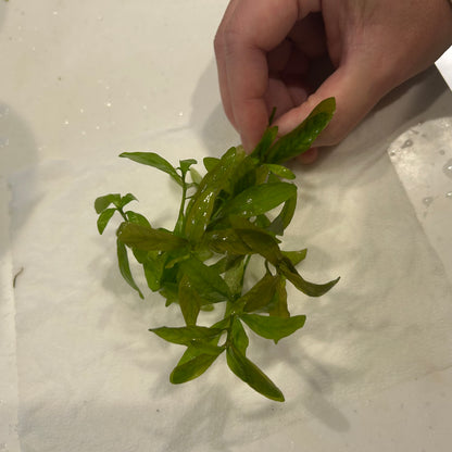 【無農薬・水中葉】ハイグロフィラ・ポリスフェルマ5本