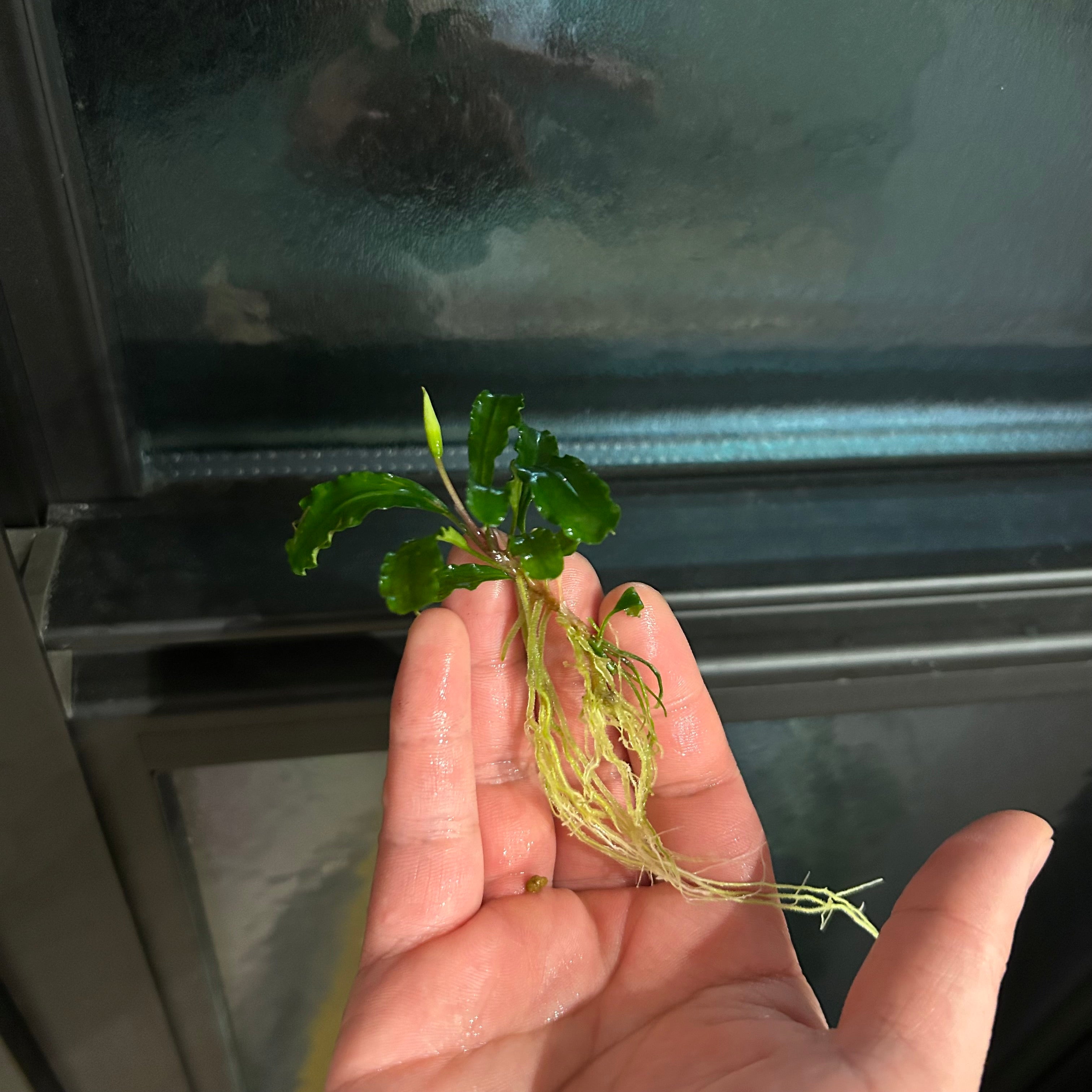 葉6枚以上】Bucephalandra sp. Green Velvet ブセファランドラグリーン