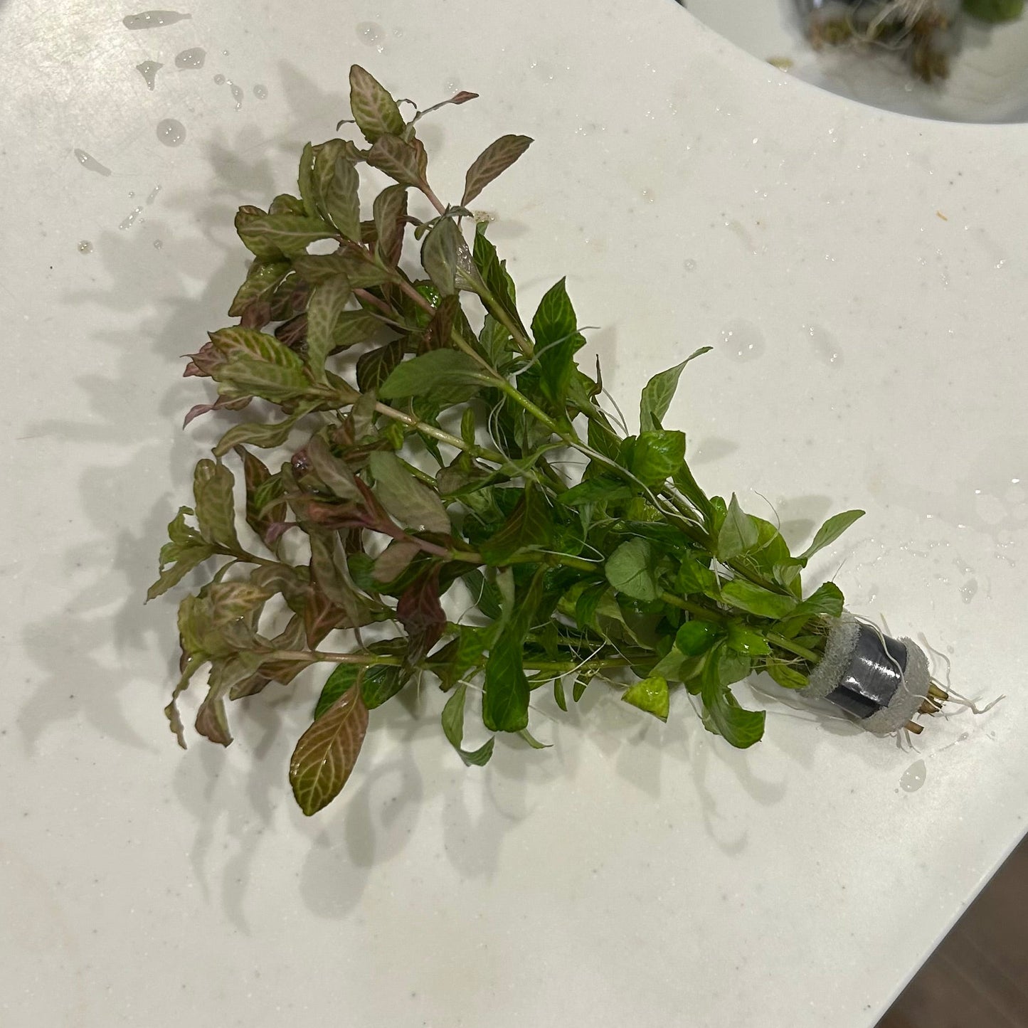 【無農薬・水中葉】ハイグロフィラ・ロザエネルビス3本