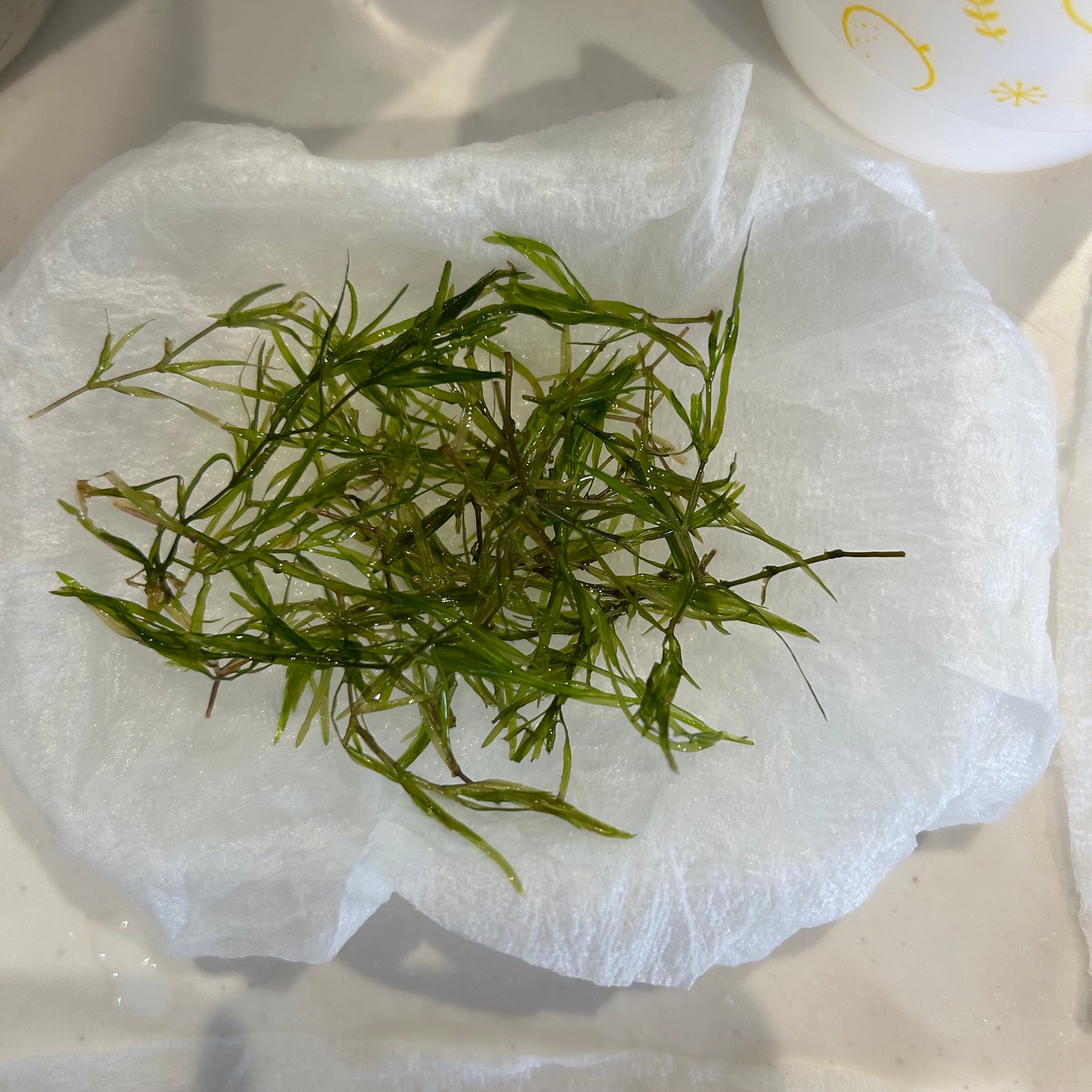 【無農薬】ちぎれナヤス1盛