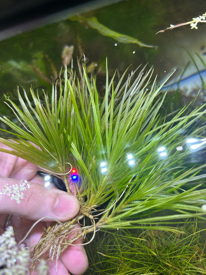 【無農薬・水中葉】ブリクサショートリーフ2株