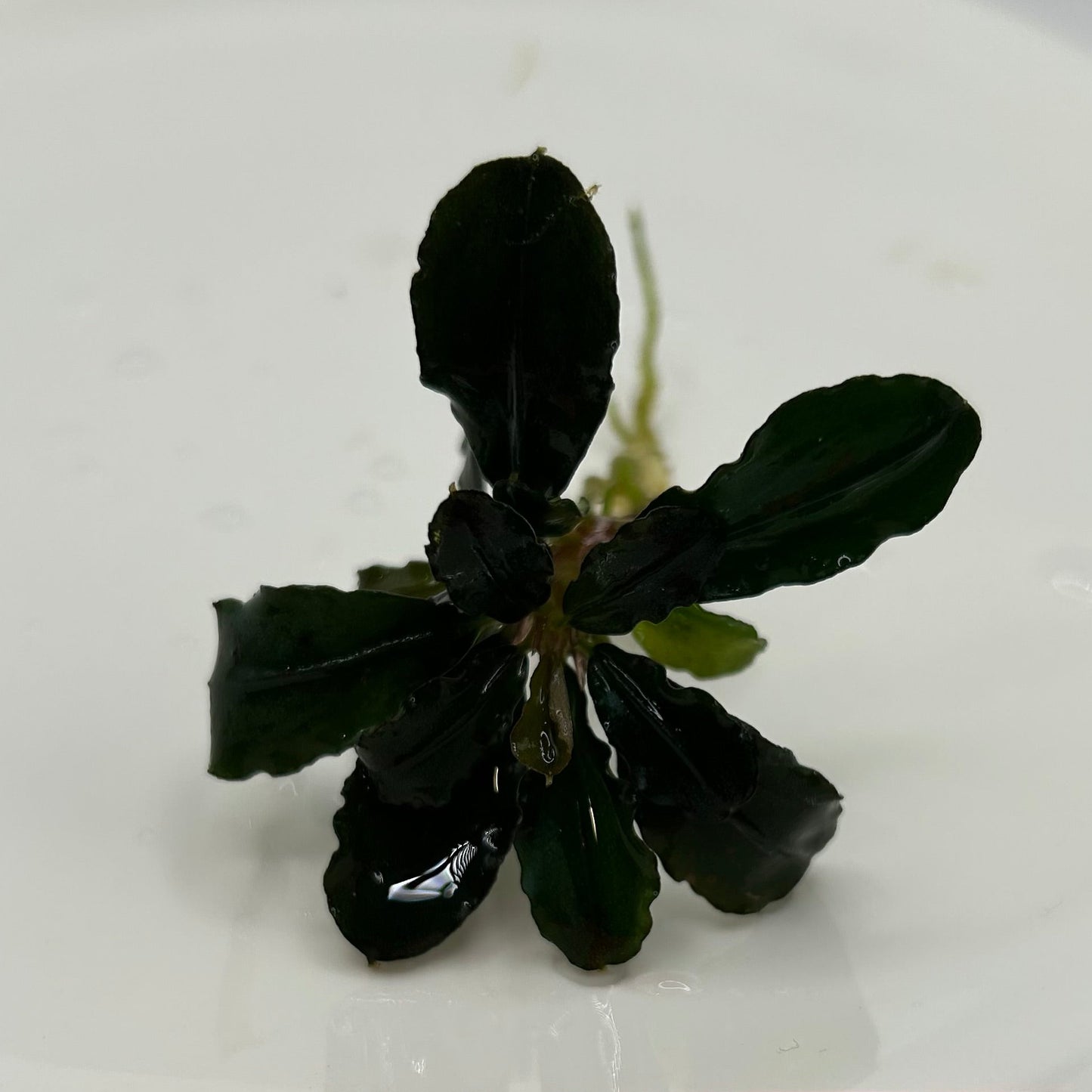 【葉6枚以上】Bucephalandra sp. Lamandau ブセファランドララマンダウ1株
