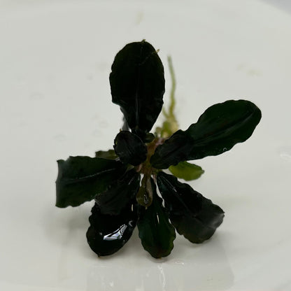 【葉6枚以上】Bucephalandra sp. Lamandau ブセファランドララマンダウ1株