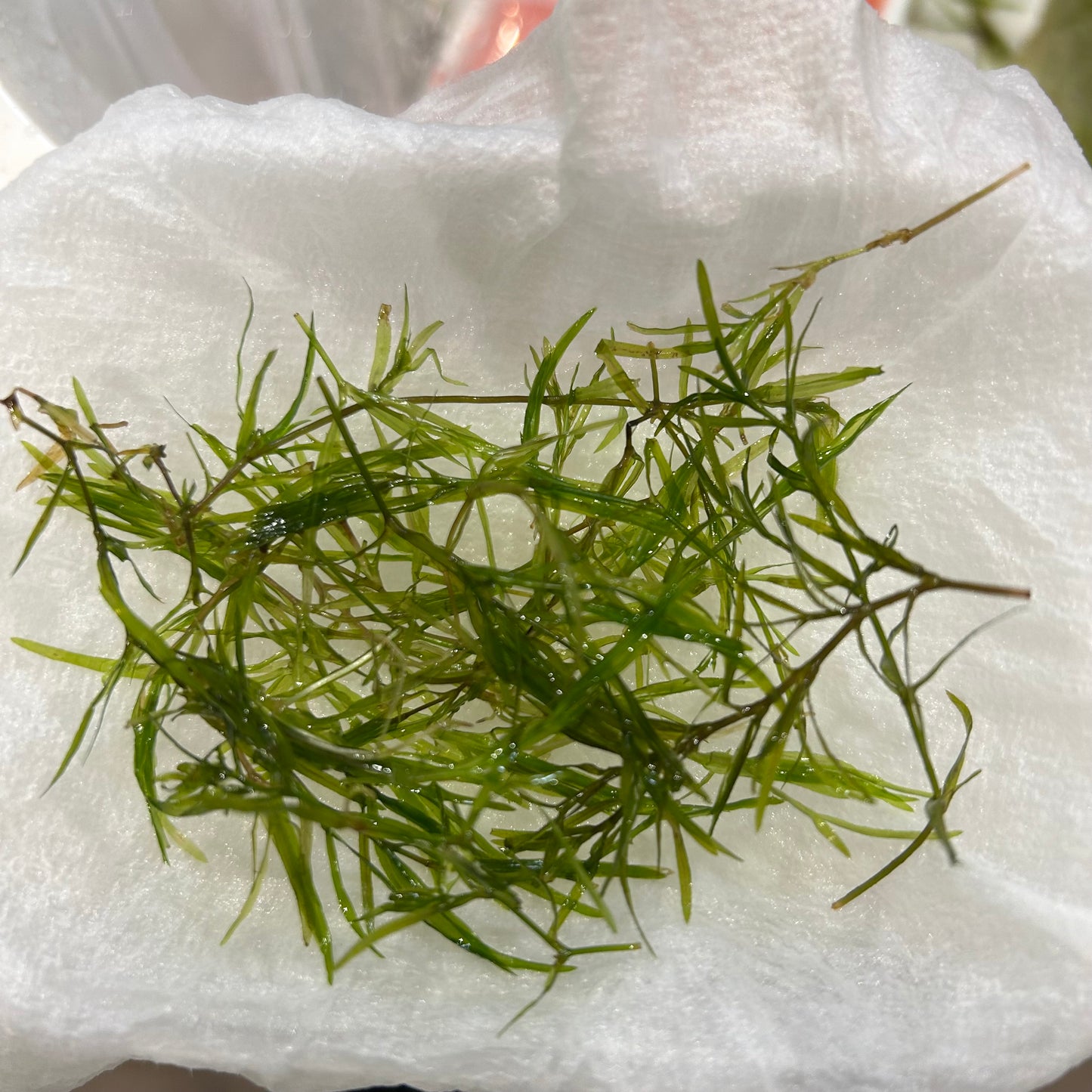 【無農薬】ちぎれナヤス1盛