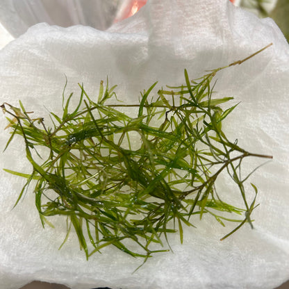 【無農薬】ちぎれナヤス1盛