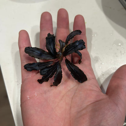 【葉8枚以上】Bucephalandra sp.Kedagang ブセファランドラクダガン特大 1株