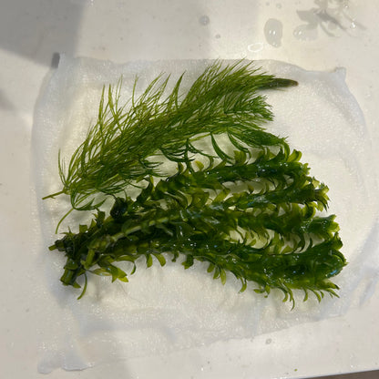 【無農薬】アナカリス5本、マツモ3本セット