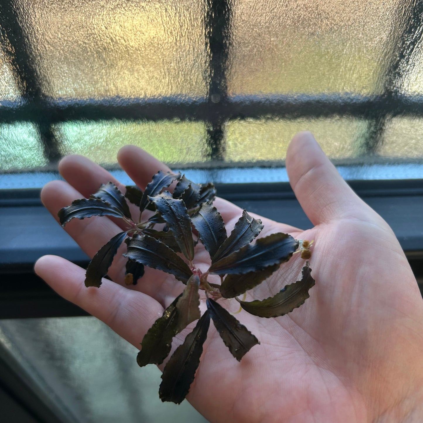 【葉8枚以上】Bucephalandra sp.Kedagang ブセファランドラクダガン特大 1株