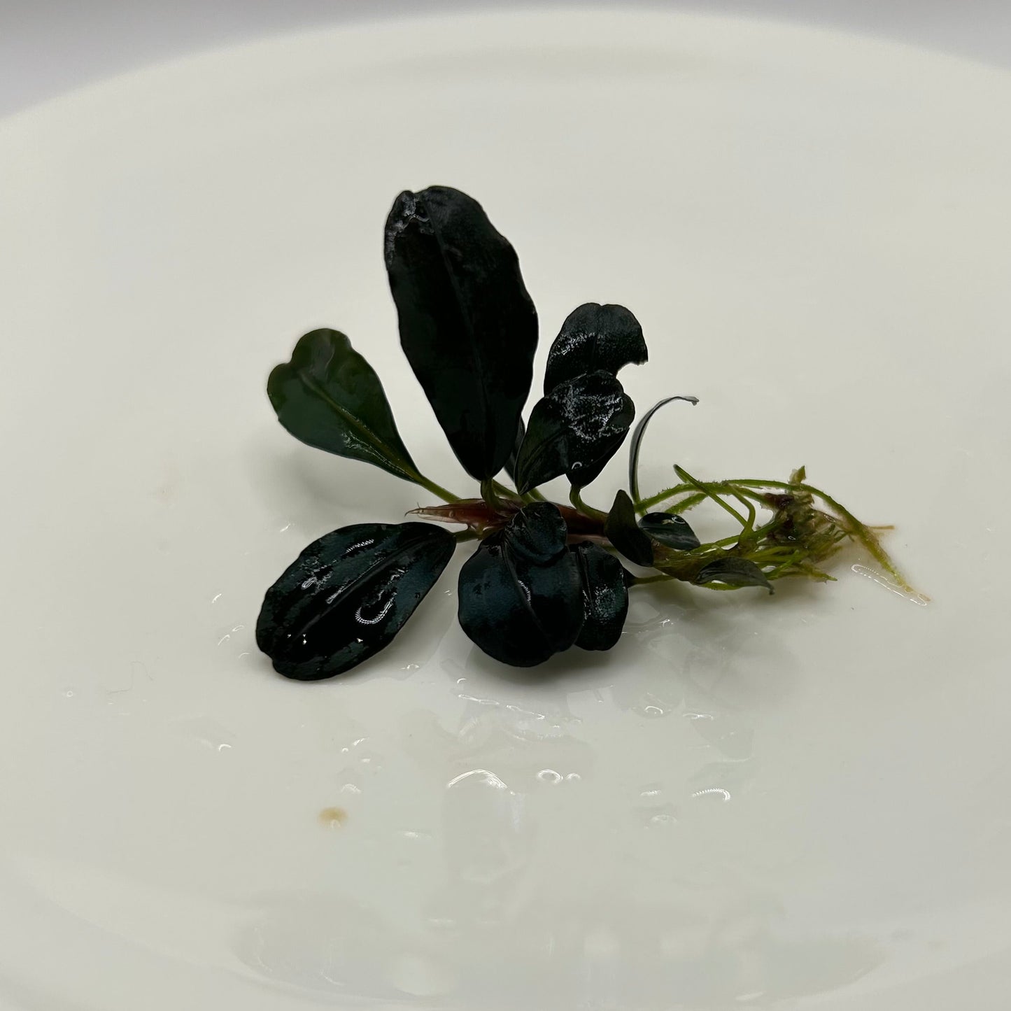 【葉6枚以上】Bucephalandra sp. Theia ブセファランドラティア 1株