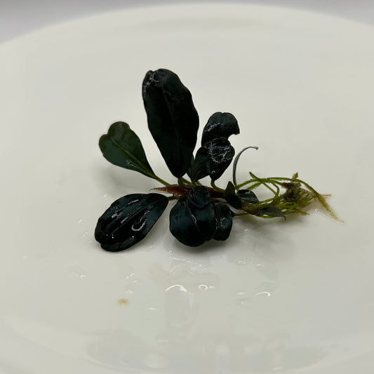 【葉6枚以上】Bucephalandra sp. Theia ブセファランドラティア 1株