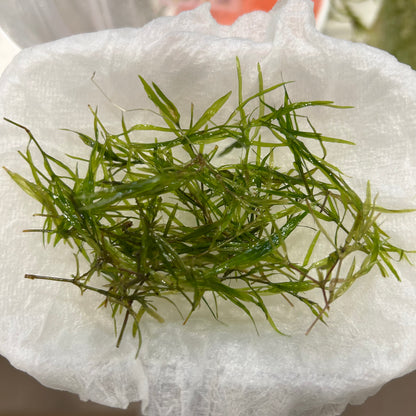 【無農薬】ちぎれナヤス1盛