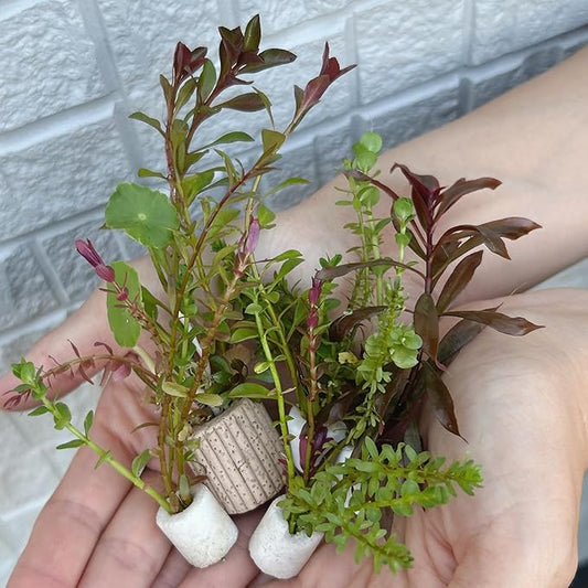 水草おまかせセットS（2250円分）