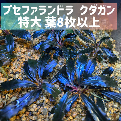 【葉8枚以上】Bucephalandra sp.Kedagang ブセファランドラクダガン特大 1株