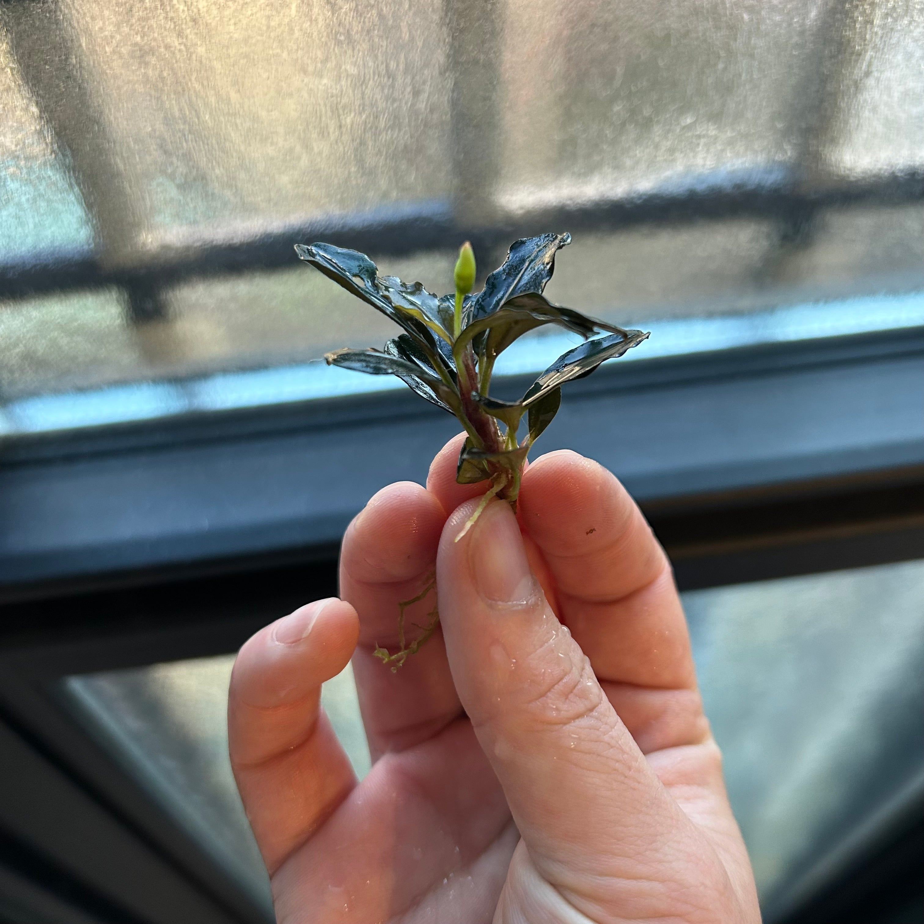 葉6枚以上】Bucephalandra sp. Lamandau ブセファランドララマンダウ1