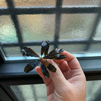 【葉8枚以上】Bucephalandra sp.Kedagang ブセファランドラクダガン特大 1株