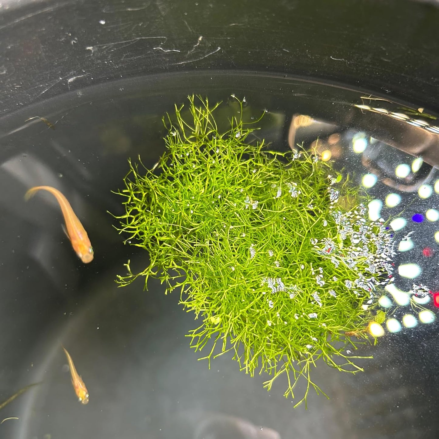 【無農薬】リシア1パック