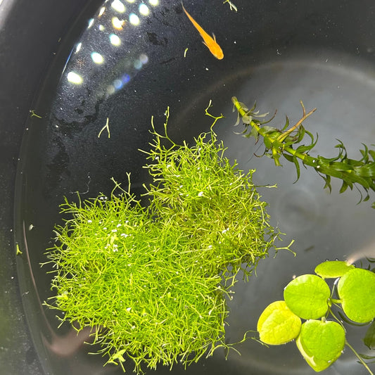 【無農薬】リシア1パック