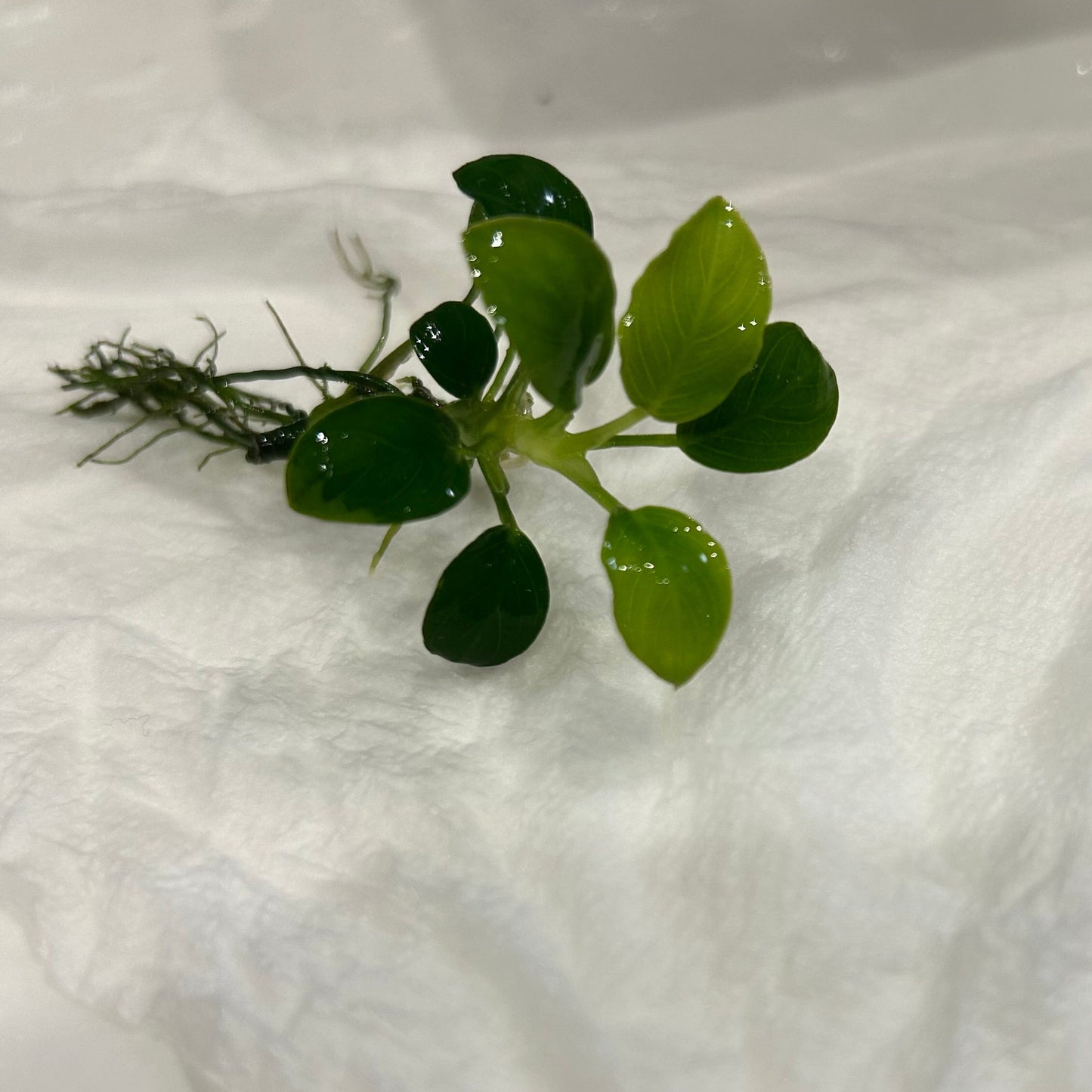 【葉8枚以上・水中葉】アヌビアスナナ