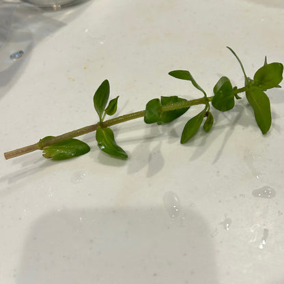 【無農薬・水中葉】ウォーターバコパ2本
