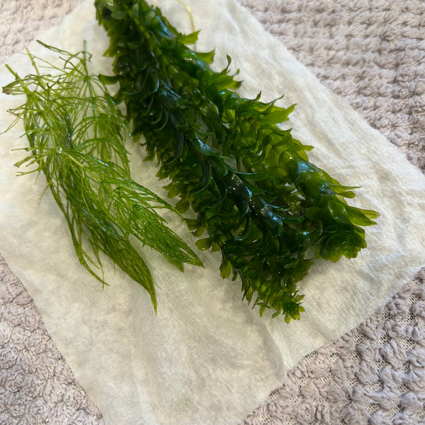 【無農薬】アナカリス5本、マツモ3本セット