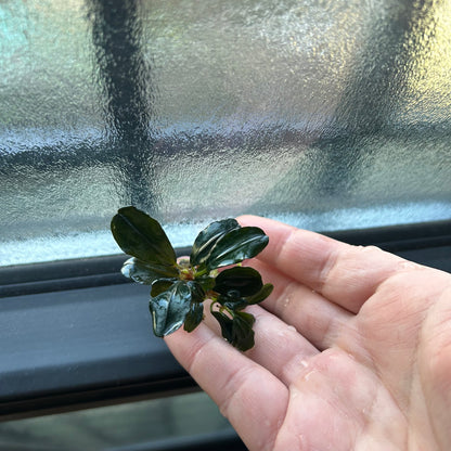 【葉6枚以上】Bucephalandra sp. Theia ブセファランドラティア 1株