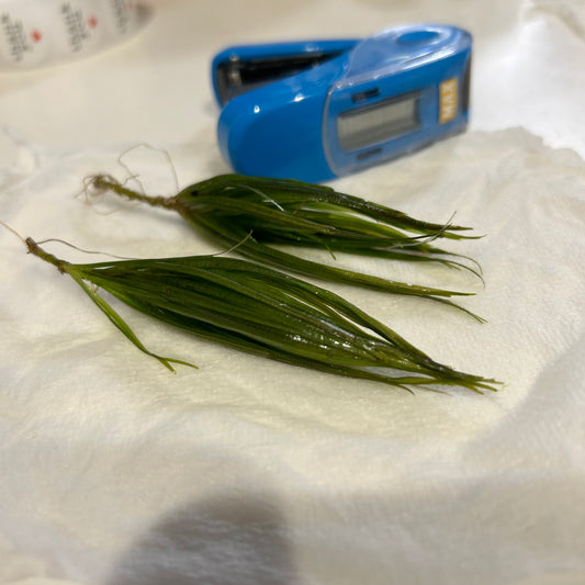 【無農薬・水中葉】ブリクサショートリーフ2株