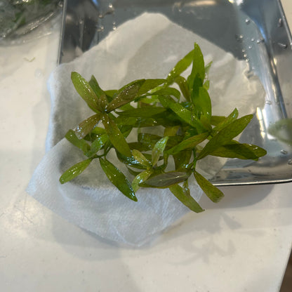 【無農薬・水中葉】ハイグロフィラ・ポリスフェルマ5本