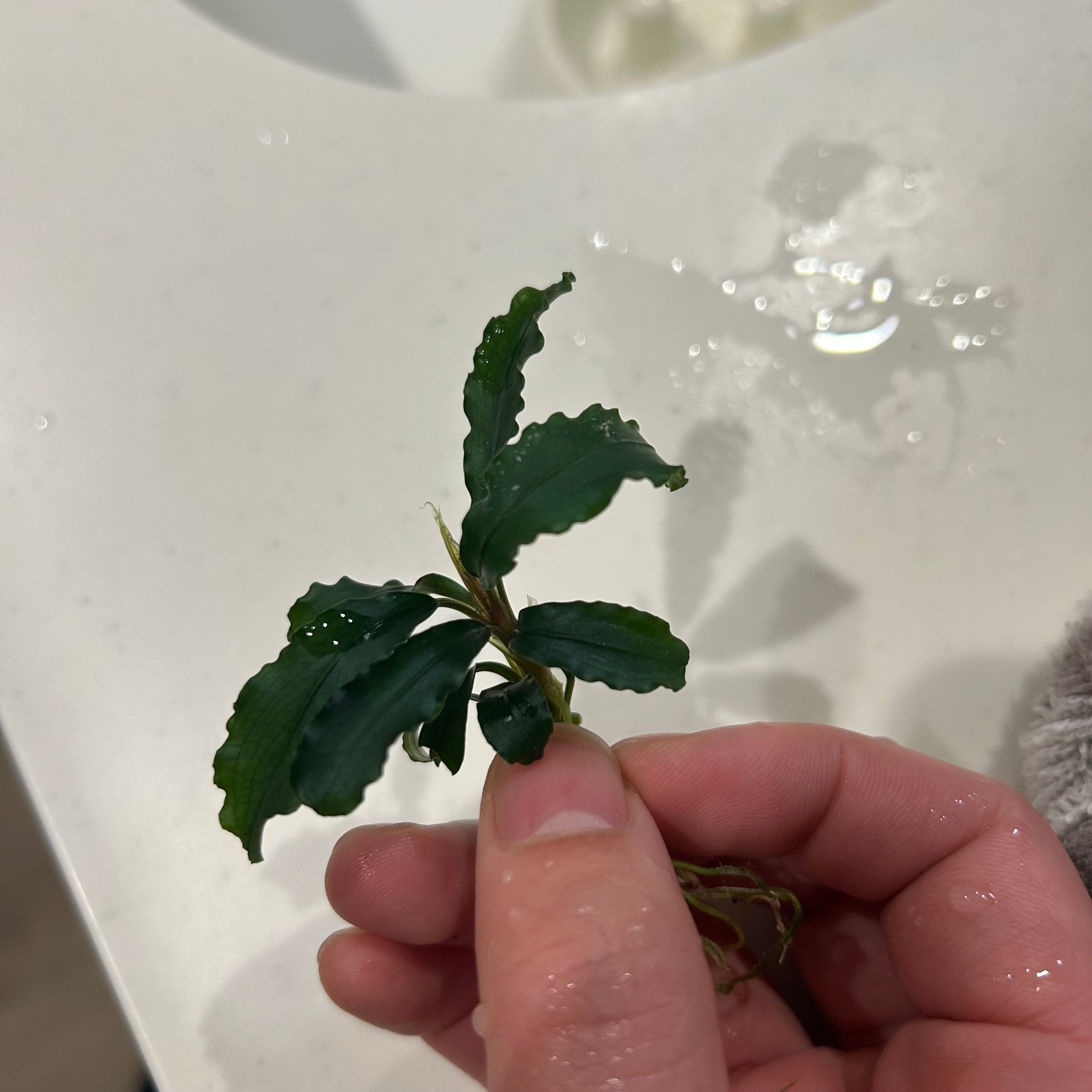 葉6枚以上】Bucephalandra sp. Green Velvet ブセファランドラグリーン