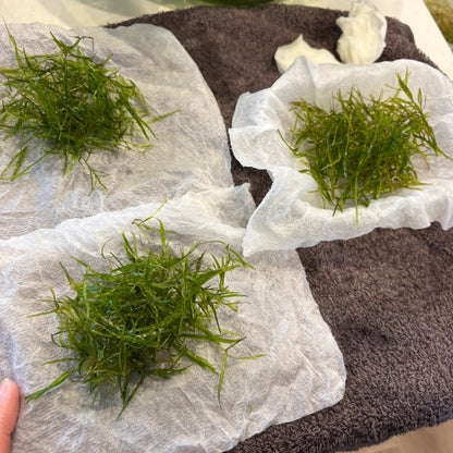 【無農薬】ちぎれナヤス1盛