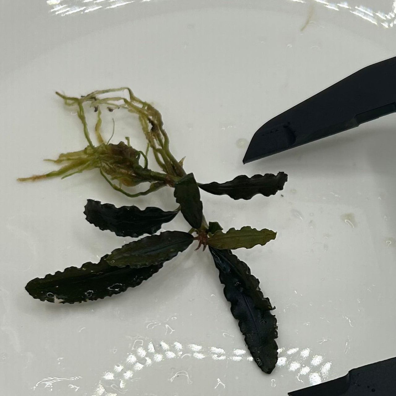 【葉6枚以上】Bucephalandra sp. Biblis ブセファランドラビブリス1株