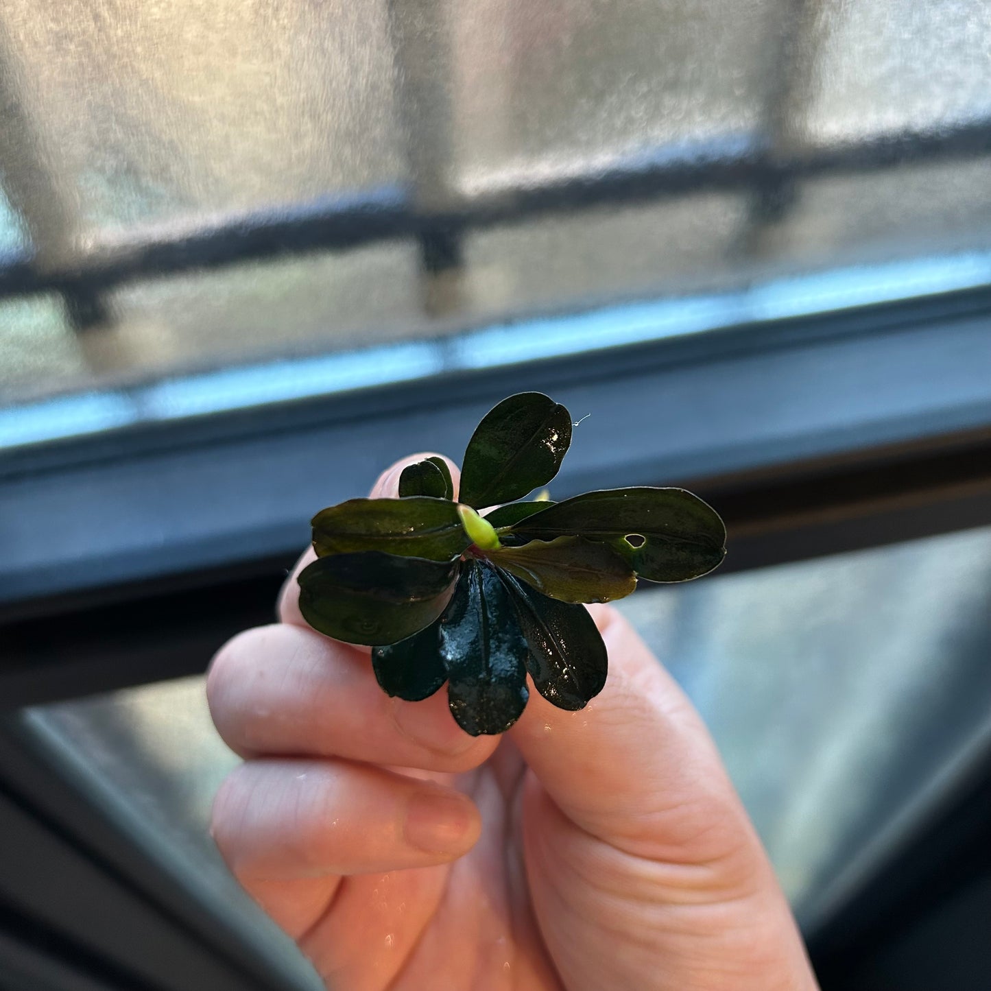 【葉6枚以上】Bucephalandra sp. Theia ブセファランドラティア 1株