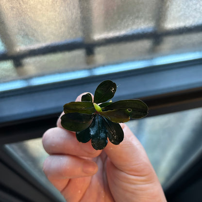 【葉6枚以上】Bucephalandra sp. Theia ブセファランドラティア 1株