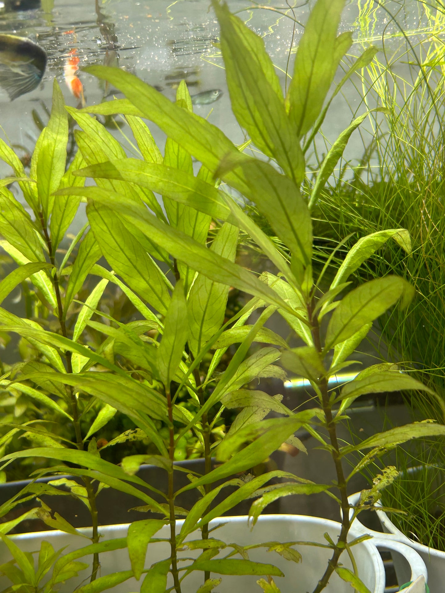 【無農薬・水中葉】ラージリーフハイグロ1本