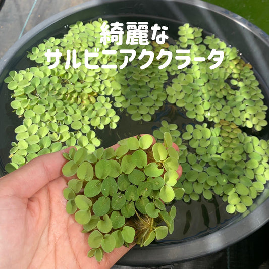 きれいなサルビニアククラータ2株