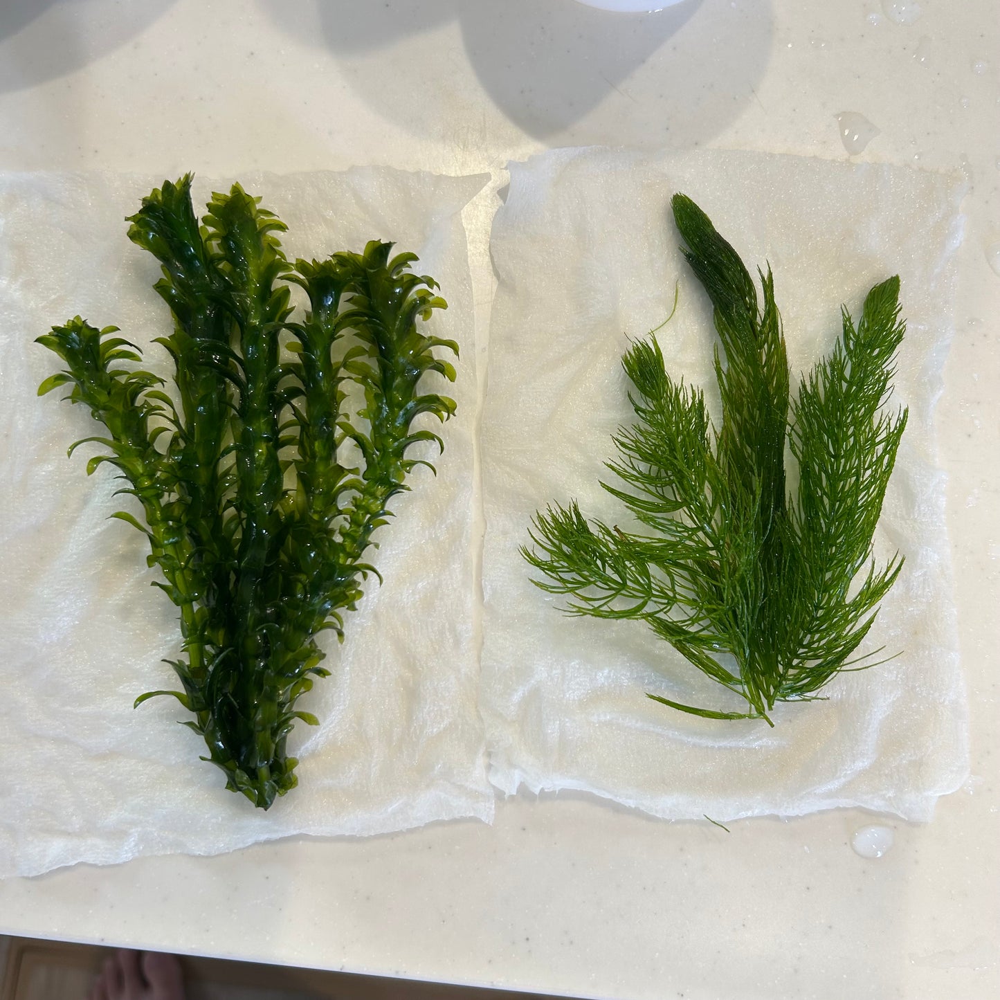 【無農薬】アナカリス5本、マツモ3本セット