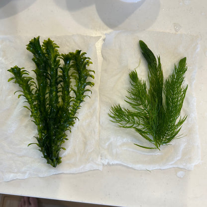 【無農薬】アナカリス5本、マツモ3本セット