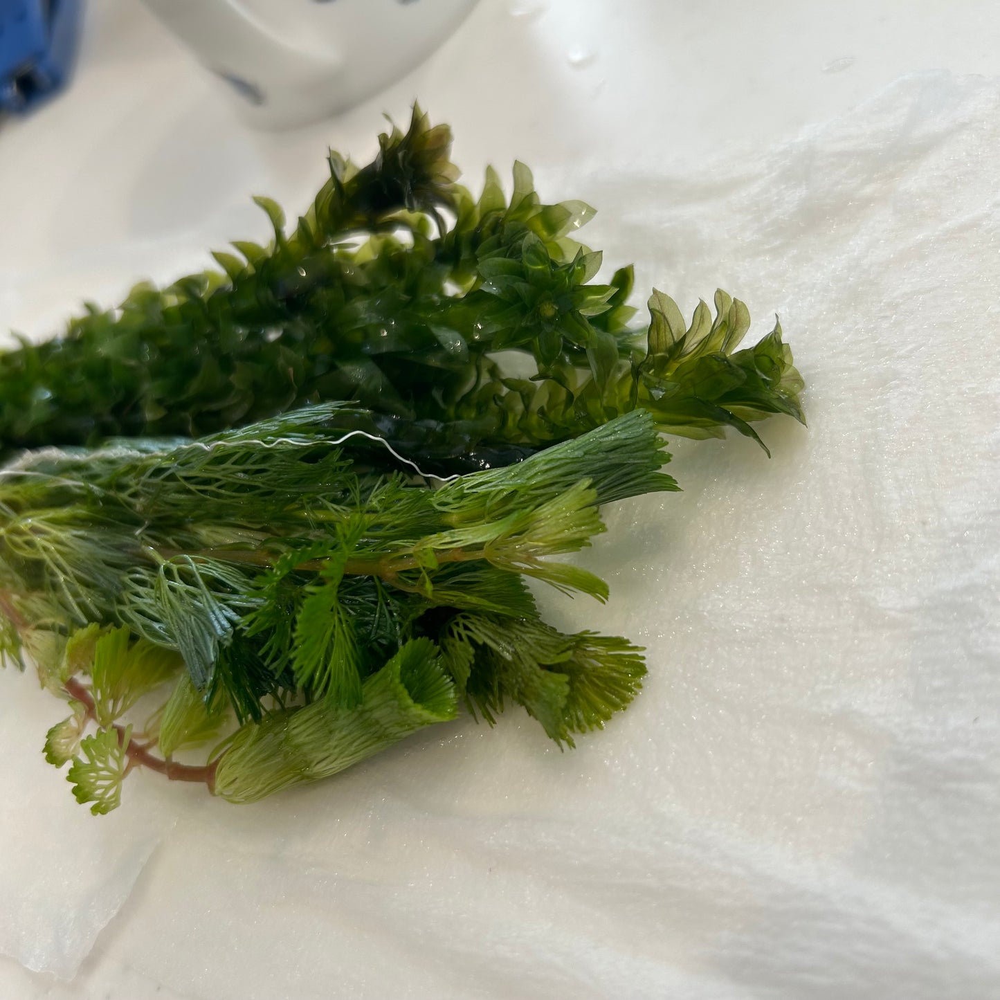 【無農薬】アナカリス5本、カボンバ3本セット