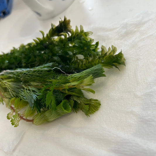 【無農薬】アナカリス5本、カボンバ3本セット